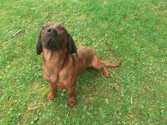 Hanoversky  Farbiar ..1 r. darujem - 2