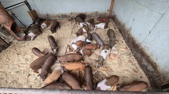 Odstavčatá přesticke x duroc - 2