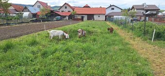 Anglonubijska koza - 2