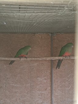 Papagáj kráľovský - 2