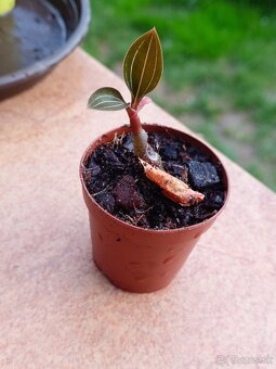 Ludisia discolor - 2