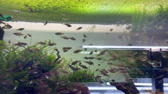 Phalichthys quadripunctatus - 2