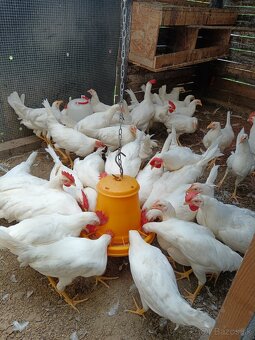 Leghorn - 2