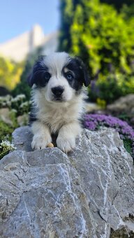 Welsh Corgi Pembroke - 2