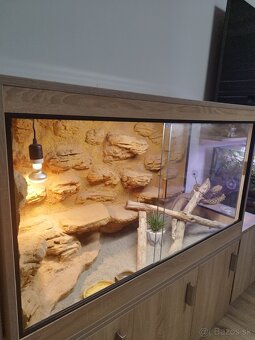 Agama,terarium - 2