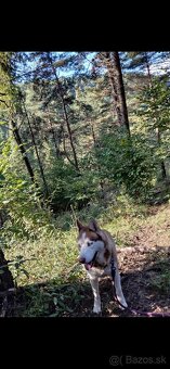 Pes len na kritie - 2