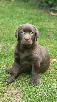Labradorský retriever s rodokmeňom - 2