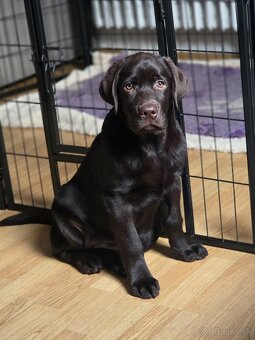 Labradorský retriever s rodokmeňom - 2