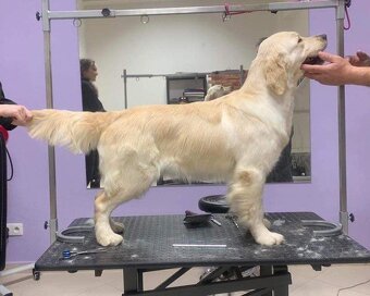 Šteniatka zlatý retriever - 2