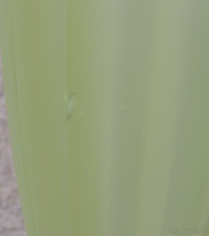 Párové secesné vázy Uránové sklo okolo 1910 - 2