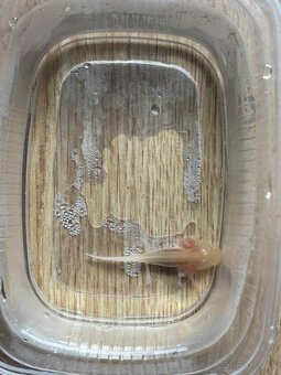 Axolotl mexický - 2