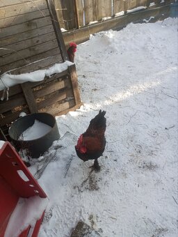 Kohút maranský - 2