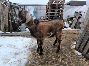 Predám kozla (capko) 2025 - 2