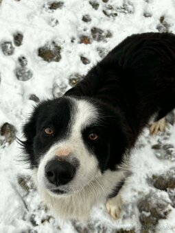 Predám psa border koliu - 2