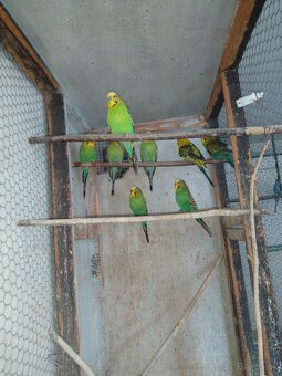 Andulky chovné páry - 2