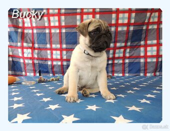 MOPS s PP. - 2