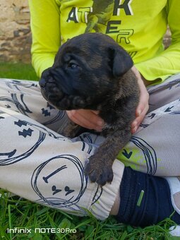 Cane Corso - 2