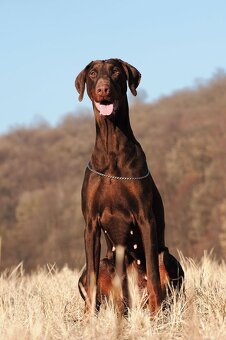 Kupim doberman - 2