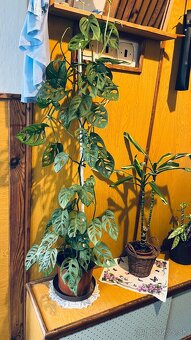 monstera adansonii - 2