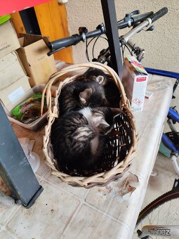 Ďakujeme mačiatka 😃 - 2