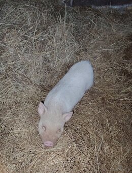 Vietnamské prasa - 2