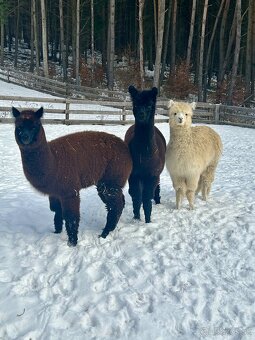 Lama Alpaka samičky - 2