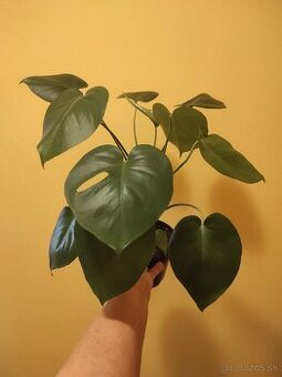 MONSTERA DELICIOSA - 2
