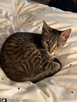 Darujem do dobrých rúk. - 2