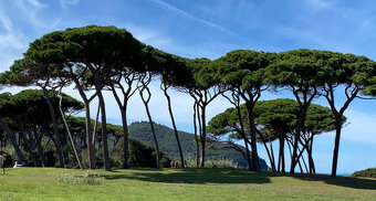 Borovica píniová - Pinus pinea - sadenice - 2