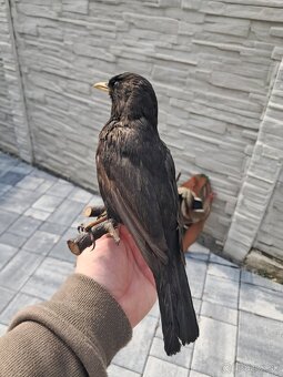 Preparáty, trofeje, preparát - 2