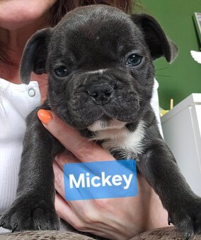 Francúzský buldoček - 2