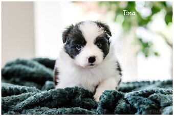 Border Collie Border Kolia s PP FCI - 2