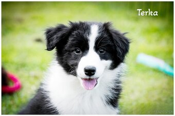 Border Collie Border Kolia s PP FCI - 2