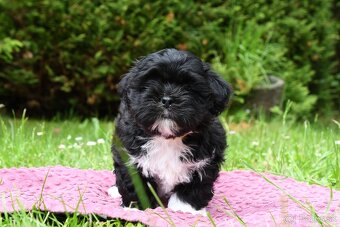 Lhasa Apso - 2