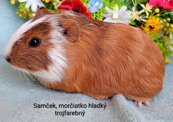 Morča/Morčiatka samčekovia - 2