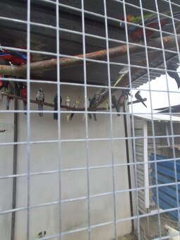 Rozela Penant +korely - 2