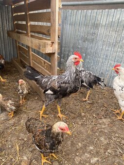 Predám kohúta Vlašky striebrokrkej - 2