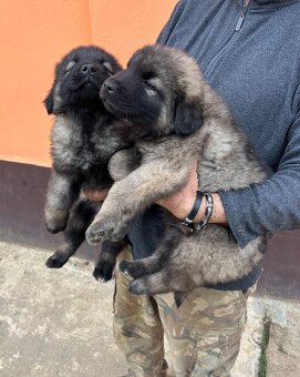 Šteniatko Kaukazský ovčiak - 2