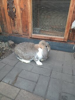 Francúzsky Baran - 2