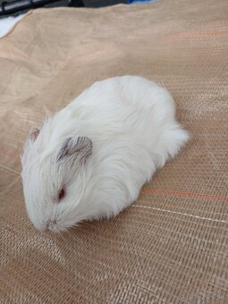 Morské prasiatko - 2