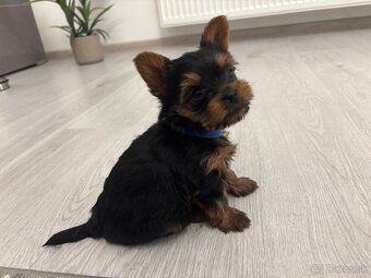 Yorkshirsky terier mini - 2