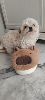 Predám Yorkshire terrier mini - 2