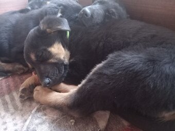 Nemecký ovčiak - 2