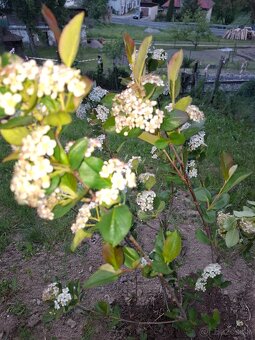 Aronia sadenice - 2