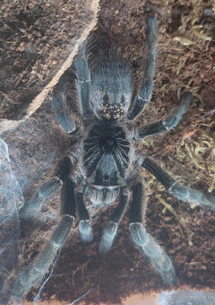 pavúk, tarantula, vtáčkar - 2