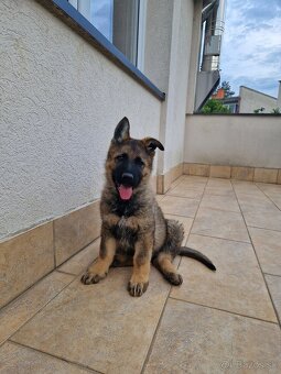 Nemecký ovčiak šteniatka s PP - 2