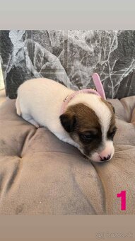 Jack Russel Terier - 2
