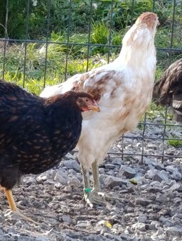 Araucana fuzata - 2
