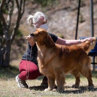 Zlatý Retriever / Golden Retriever s PP - 2