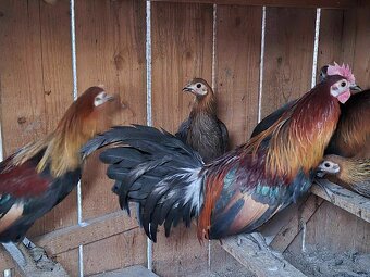 Kur bankivský - predám tohtoročný odchov- kohúty - 2